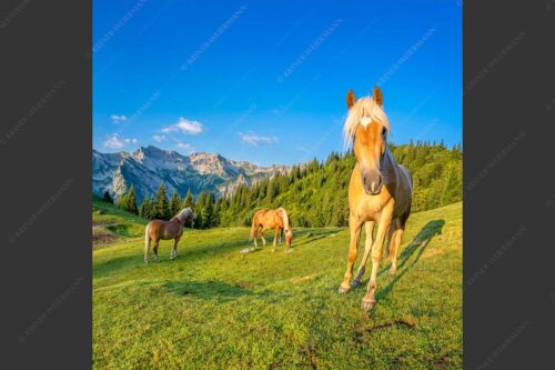 Haflinger Pferde mit Soiernspitze im Soierngebirge - Aufgeweckt 1:1  -- Pferde im Soierngebirge - mehr Infos bei www.Kriner-Weiermann.de