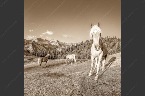 Haflinger Pferde mit Soiernspitze im Soierngebirge - Aufgeweckt 1:1 sepia -- Pferde im Soierngebirge - mehr Infos bei www.Kriner-Weiermann.de