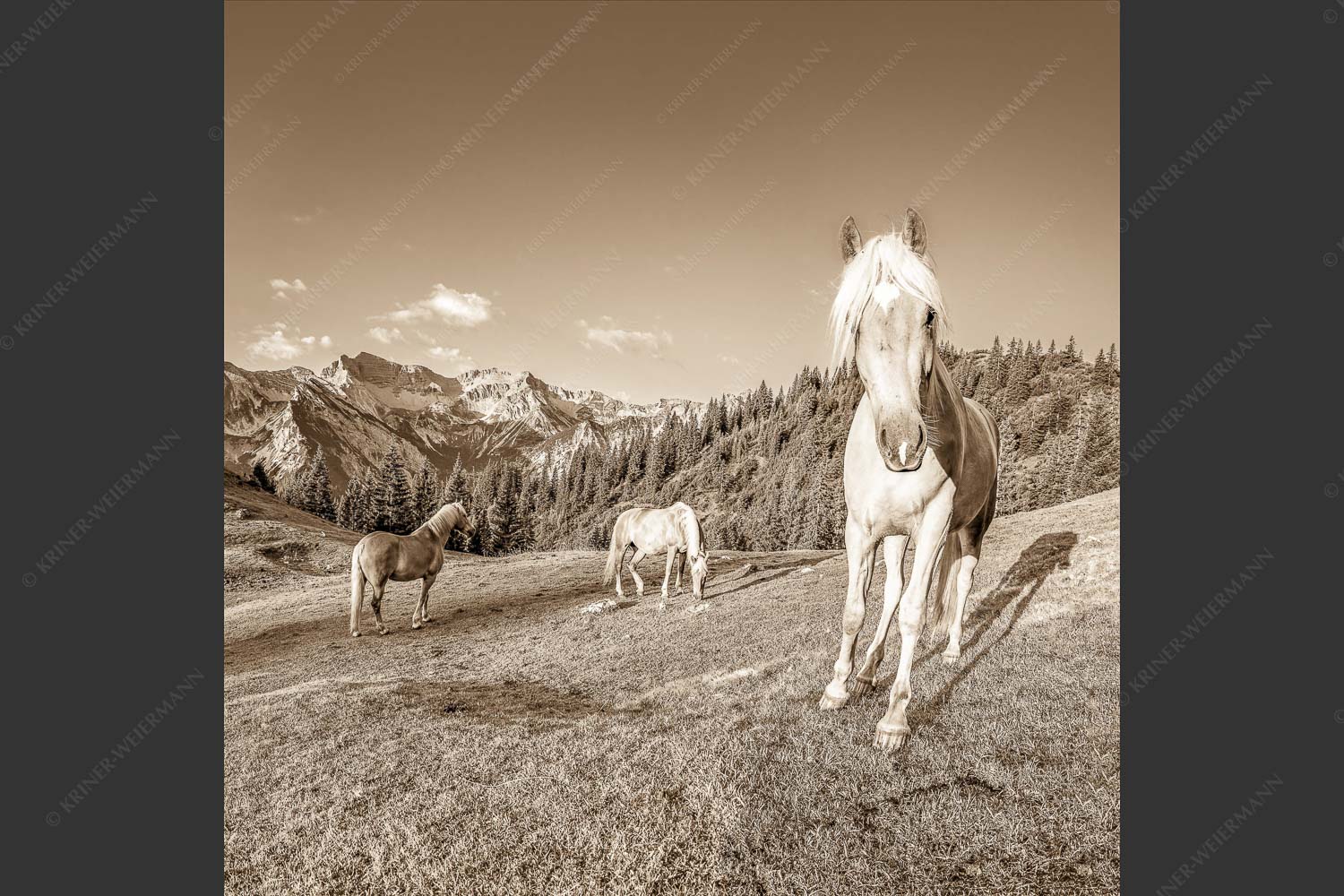 Haflinger Pferde mit Soiernspitze im Soierngebirge - Aufgeweckt 1:1 sepia -- Pferde im Soierngebirge - mehr Infos bei www.Kriner-Weiermann.de