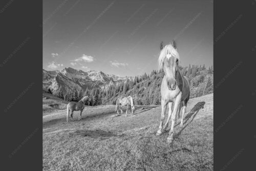 Haflinger Pferde mit Soiernspitze im Soierngebirge - Aufgeweckt 1:1 sw -- Pferde im Soierngebirge - mehr Infos bei www.Kriner-Weiermann.de