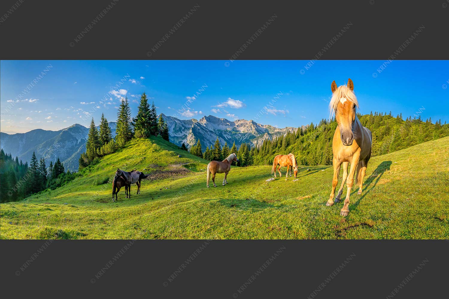 Haflinger Pferde mit Soiernspitze im Soierngebirge - Aufgeweckt 2,5:1 -- Pferde im Soierngebirge - mehr Infos bei www.Kriner-Weiermann.de