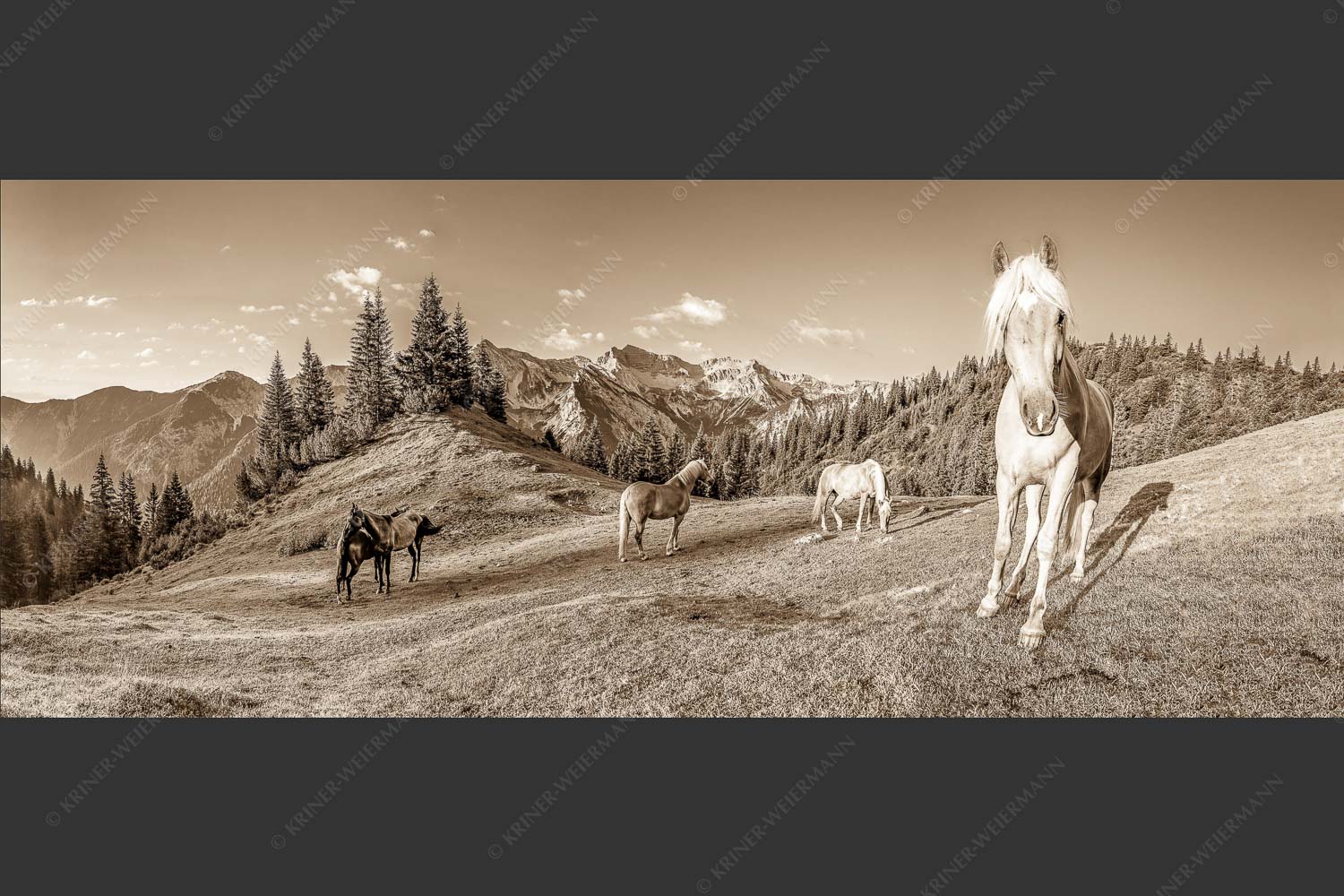 Haflinger Pferde mit Soiernspitze im Soierngebirge - Aufgeweckt 2,5:1 sepia -- Pferde im Soierngebirge - mehr Infos bei www.Kriner-Weiermann.de