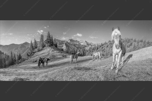 Haflinger Pferde mit Soiernspitze im Soierngebirge - Aufgeweckt 2,5:1 sw -- Pferde im Soierngebirge - mehr Infos bei www.Kriner-Weiermann.de