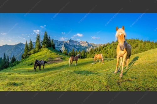 Haflinger Pferde mit Soiernspitze im Soierngebirge - Aufgeweckt 2:1  -- Pferde im Soierngebirge - mehr Infos bei www.Kriner-Weiermann.de