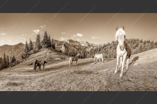 Haflinger Pferde mit Soiernspitze im Soierngebirge - Aufgeweckt 2:1 sepia -- Pferde im Soierngebirge - mehr Infos bei www.Kriner-Weiermann.de