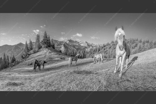 Haflinger Pferde mit Soiernspitze im Soierngebirge - Aufgeweckt 2:1 sw -- Pferde im Soierngebirge - mehr Infos bei www.Kriner-Weiermann.de