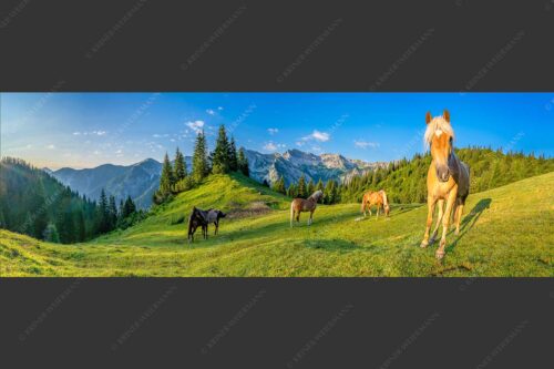 Haflinger Pferde mit Soiernspitze im Soierngebirge - Aufgeweckt 3:1  -- Pferde im Soierngebirge - mehr Infos bei www.Kriner-Weiermann.de