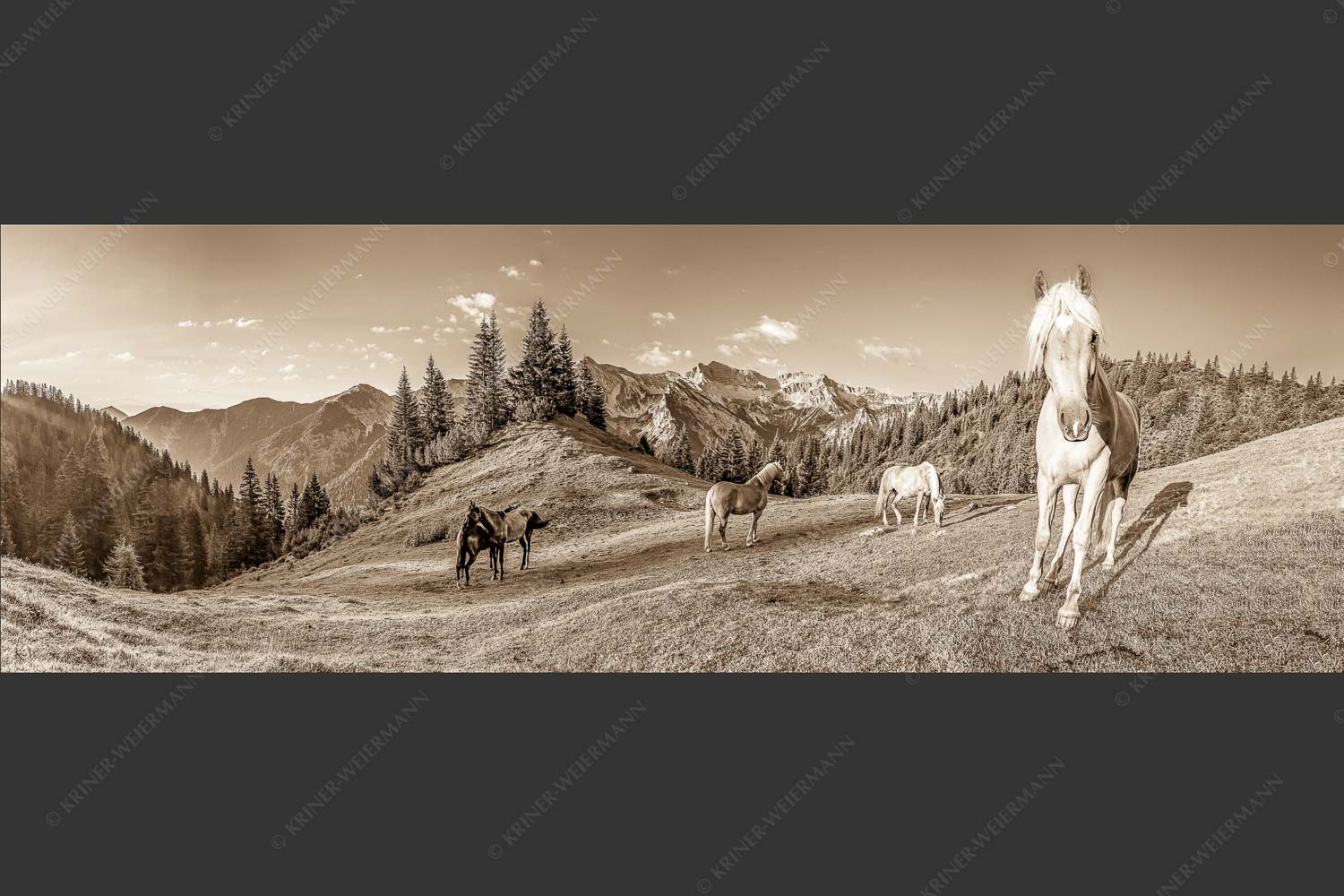 Haflinger Pferde mit Soiernspitze im Soierngebirge - Aufgeweckt 3:1 sepia -- Pferde im Soierngebirge - mehr Infos bei www.Kriner-Weiermann.de