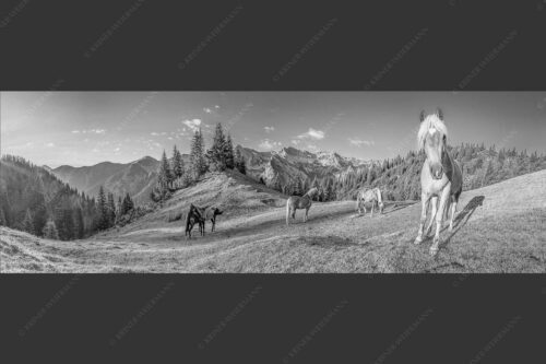 Haflinger Pferde mit Soiernspitze im Soierngebirge - Aufgeweckt 3:1 sw -- Pferde im Soierngebirge - mehr Infos bei www.Kriner-Weiermann.de