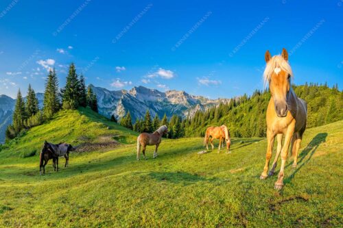 Haflinger Pferde mit Soiernspitze im Soierngebirge - Aufgeweckt 3:2  -- Pferde im Soierngebirge - mehr Infos bei www.Kriner-Weiermann.de