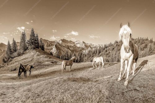 Haflinger Pferde mit Soiernspitze im Soierngebirge - Aufgeweckt 3:2 sepia -- Pferde im Soierngebirge - mehr Infos bei www.Kriner-Weiermann.de