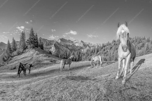 Haflinger Pferde mit Soiernspitze im Soierngebirge - Aufgeweckt 3:2 sw -- Pferde im Soierngebirge - mehr Infos bei www.Kriner-Weiermann.de