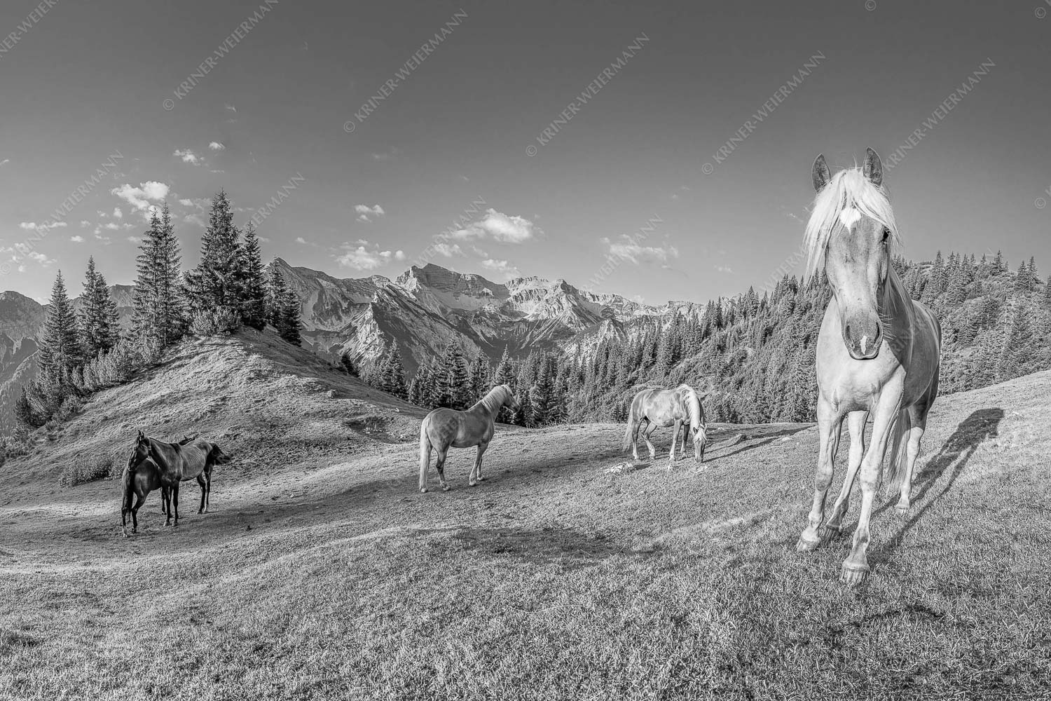 Haflinger Pferde mit Soiernspitze im Soierngebirge - Aufgeweckt 3:2 sw -- Pferde im Soierngebirge - mehr Infos bei www.Kriner-Weiermann.de
