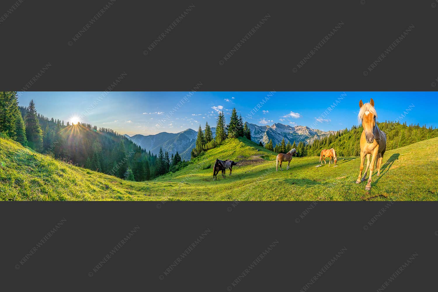Haflinger Pferde mit Soiernspitze im Soierngebirge - Aufgeweckt 4:1 -- Pferde im Soierngebirge - mehr Infos bei www.Kriner-Weiermann.de