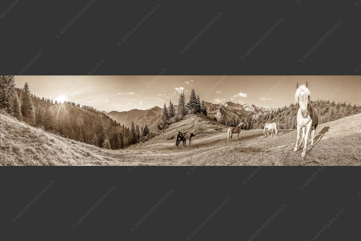 Haflinger Pferde mit Soiernspitze im Soierngebirge - Aufgeweckt 4:1 sepia -- Pferde im Soierngebirge - mehr Infos bei www.Kriner-Weiermann.de
