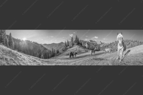 Haflinger Pferde mit Soiernspitze im Soierngebirge - Aufgeweckt 4:1 sw -- Pferde im Soierngebirge - mehr Infos bei www.Kriner-Weiermann.de