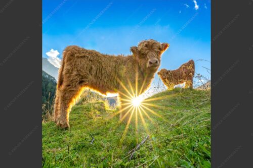Junge Hochlandrinder am Halleranger im Karwendelgebirge - Babys 1:1  -- Schottische Hochland Rinder Kälber - mehr Infos bei www.Kriner-Weiermann.de