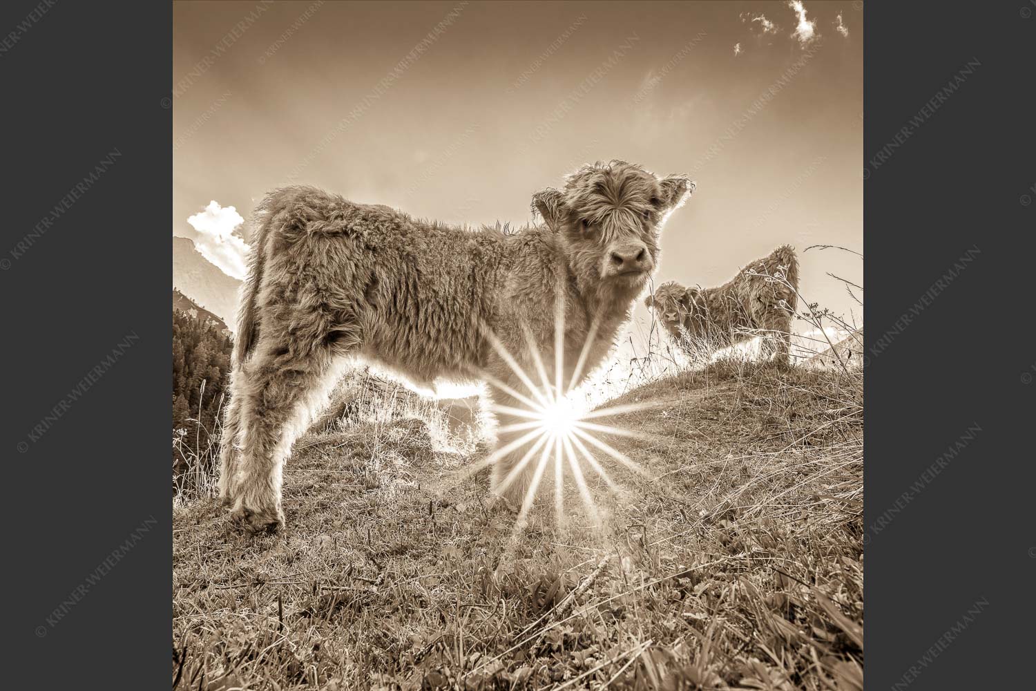Junge Hochlandrinder am Halleranger im Karwendelgebirge - Babys 1:1 sepia -- Schottische Hochland Rinder Kälber - mehr Infos bei www.Kriner-Weiermann.de