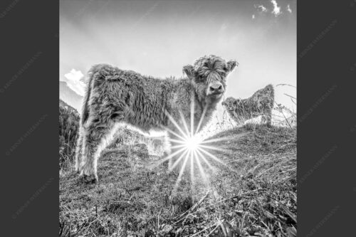 Junge Hochlandrinder am Halleranger im Karwendelgebirge - Babys 1:1 sw -- Schottische Hochland Rinder Kälber - mehr Infos bei www.Kriner-Weiermann.de