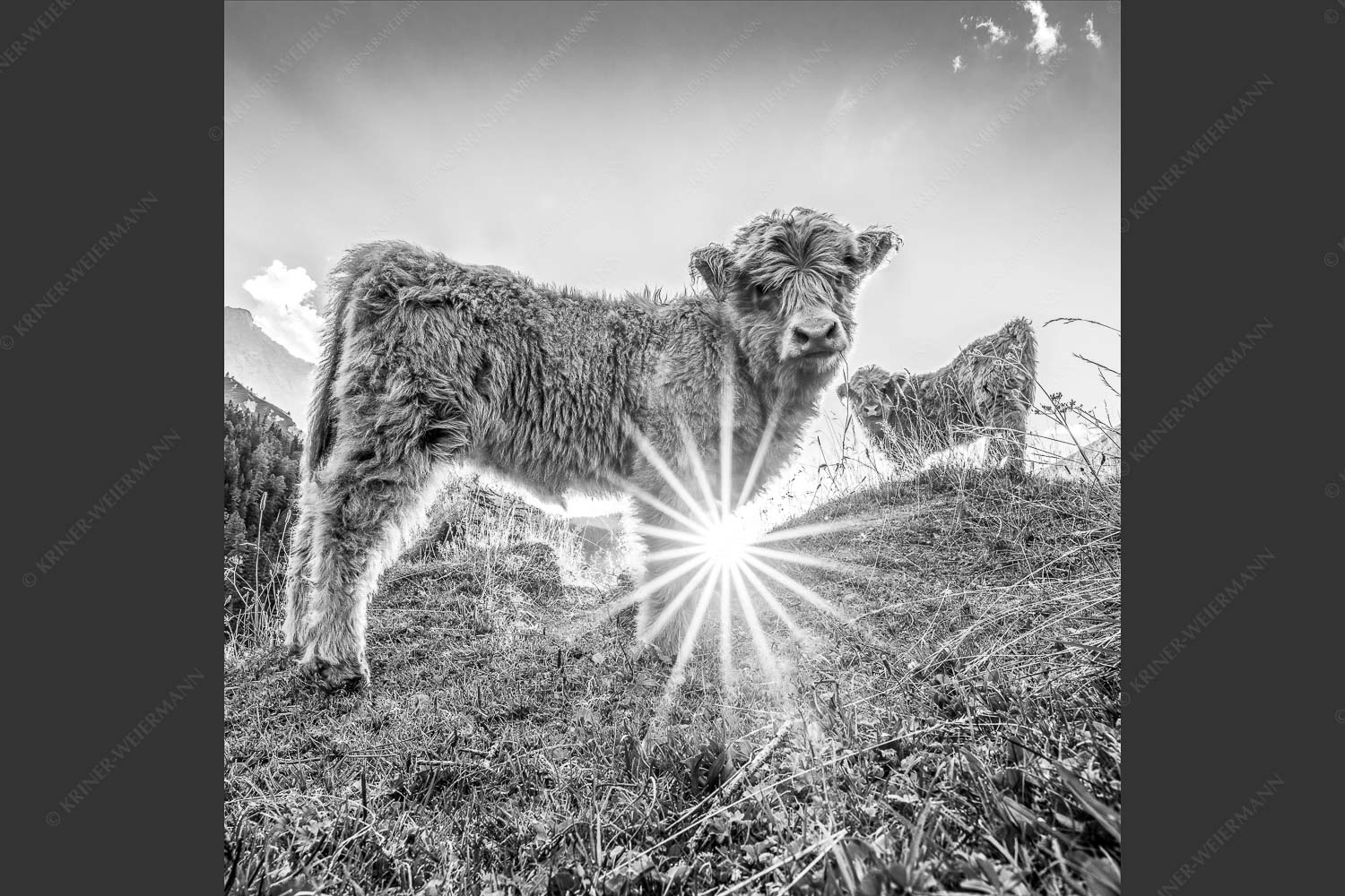 Junge Hochlandrinder am Halleranger im Karwendelgebirge - Babys 1:1 sw -- Schottische Hochland Rinder Kälber - mehr Infos bei www.Kriner-Weiermann.de