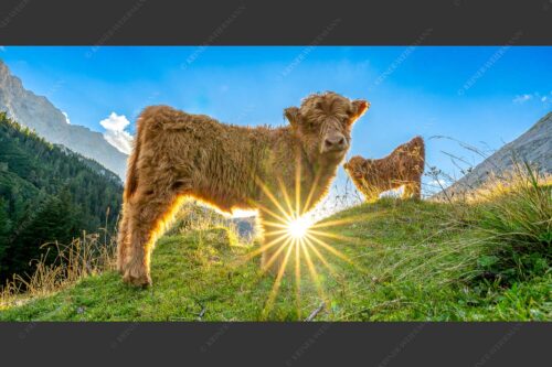 Junge Hochlandrinder am Halleranger im Karwendelgebirge - Babys 2:1  -- Schottische Hochland Rinder Kälber - mehr Infos bei www.Kriner-Weiermann.de