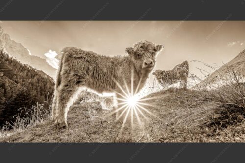 Junge Hochlandrinder am Halleranger im Karwendelgebirge - Babys 2:1 sepia -- Schottische Hochland Rinder Kälber - mehr Infos bei www.Kriner-Weiermann.de
