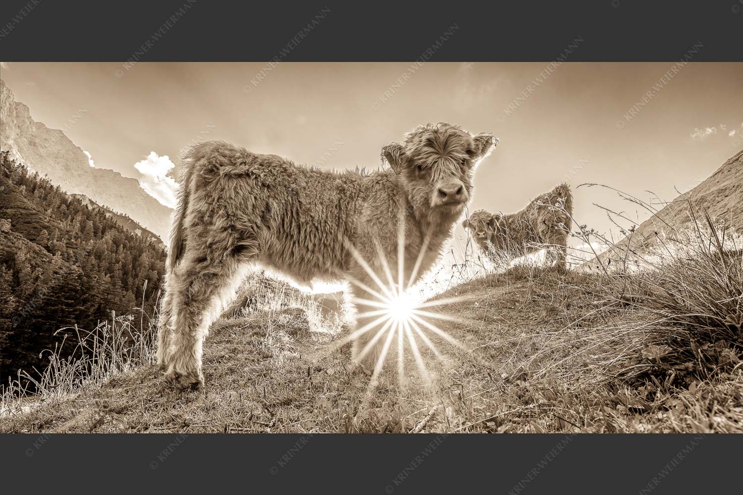 Junge Hochlandrinder am Halleranger im Karwendelgebirge - Babys 2:1 sepia -- Schottische Hochland Rinder Kälber - mehr Infos bei www.Kriner-Weiermann.de