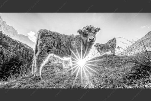 Junge Hochlandrinder am Halleranger im Karwendelgebirge - Babys 2:1 sw -- Schottische Hochland Rinder Kälber - mehr Infos bei www.Kriner-Weiermann.de