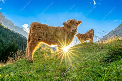 Junge Hochlandrinder am Halleranger im Karwendelgebirge - Babys 3:2  -- Schottische Hochland Rinder Kälber - mehr Infos bei www.Kriner-Weiermann.de