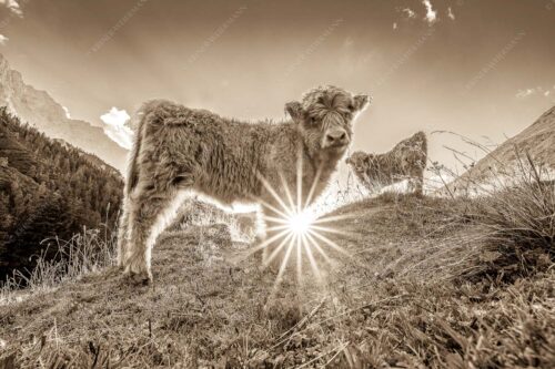 Junge Hochlandrinder am Halleranger im Karwendelgebirge - Babys 3:2 sepia -- Schottische Hochland Rinder Kälber - mehr Infos bei www.Kriner-Weiermann.de
