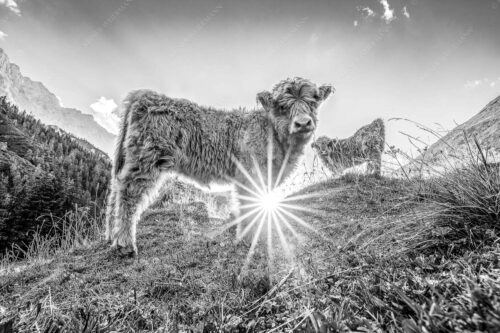 Junge Hochlandrinder am Halleranger im Karwendelgebirge - Babys 3:2 sw -- Schottische Hochland Rinder Kälber - mehr Infos bei www.Kriner-Weiermann.de