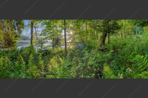 Eine üppige Frühlingsvegitation an den feuchten Ufern des Barmsees - Barmseejungle II 2,5:1  -- Vegitation am Barmsee - mehr Infos bei www.Kriner-Weiermann.de