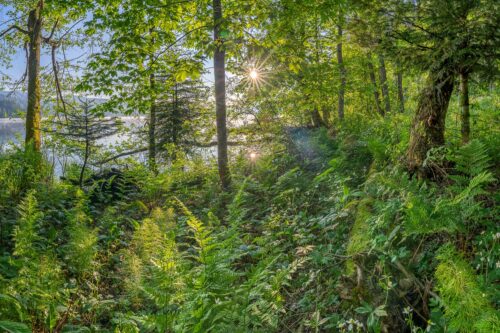 Eine üppige Frühlingsvegitation an den feuchten Ufern des Barmsees - Barmseejungle II 3:2  -- Vegitation am Barmsee - mehr Infos bei www.Kriner-Weiermann.de