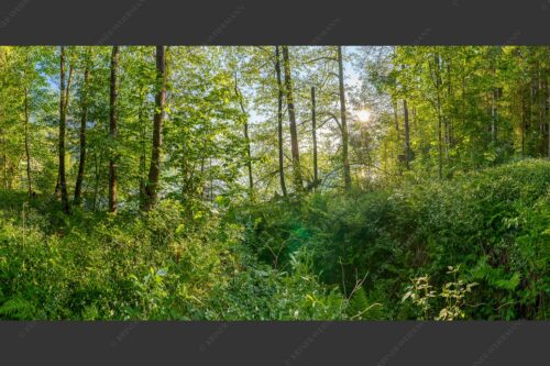 Eine üppige Vegitation erstreckt sich an den feuchten Ufern des Barmsees - Barmseejungle 2:1  -- Urwald am Barmsee - mehr Infos bei www.Kriner-Weiermann.de