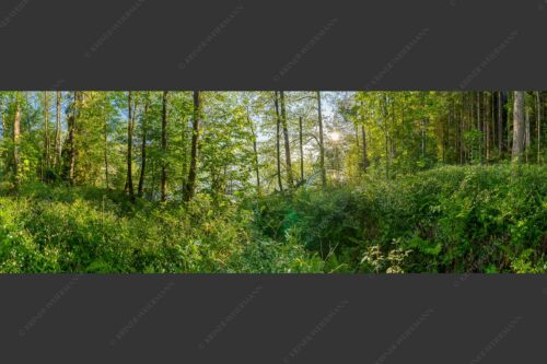 Eine üppige Vegitation erstreckt sich an den feuchten Ufern des Barmsees - Barmseejungle 3:1  -- Urwald am Barmsee - mehr Infos bei www.Kriner-Weiermann.de