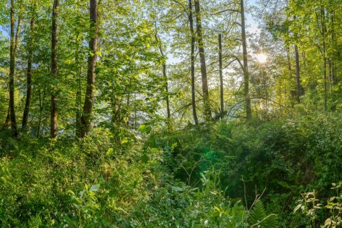 Eine üppige Vegitation erstreckt sich an den feuchten Ufern des Barmsees - Barmseejungle 3:2  -- Urwald am Barmsee - mehr Infos bei www.Kriner-Weiermann.de