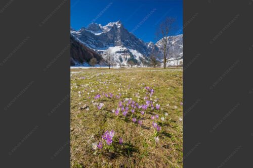 Im Frühling sind in der Eng die Wiesen übersät mit wilden Krokussen - Bergelfen 2:3  -- Engalm im Karwendelgebirge - mehr Infos bei www.Kriner-Weiermann.de