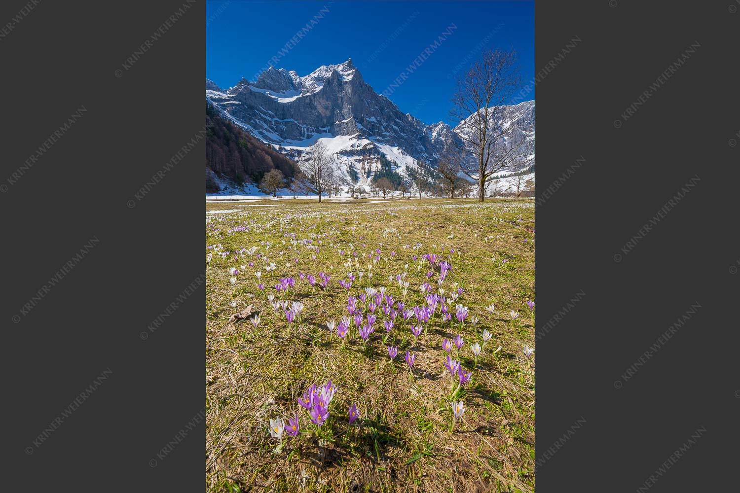 Im Frühling sind in der Eng die Wiesen übersät mit wilden Krokussen - Bergelfen 2:3 -- Engalm im Karwendelgebirge - mehr Infos bei www.Kriner-Weiermann.de