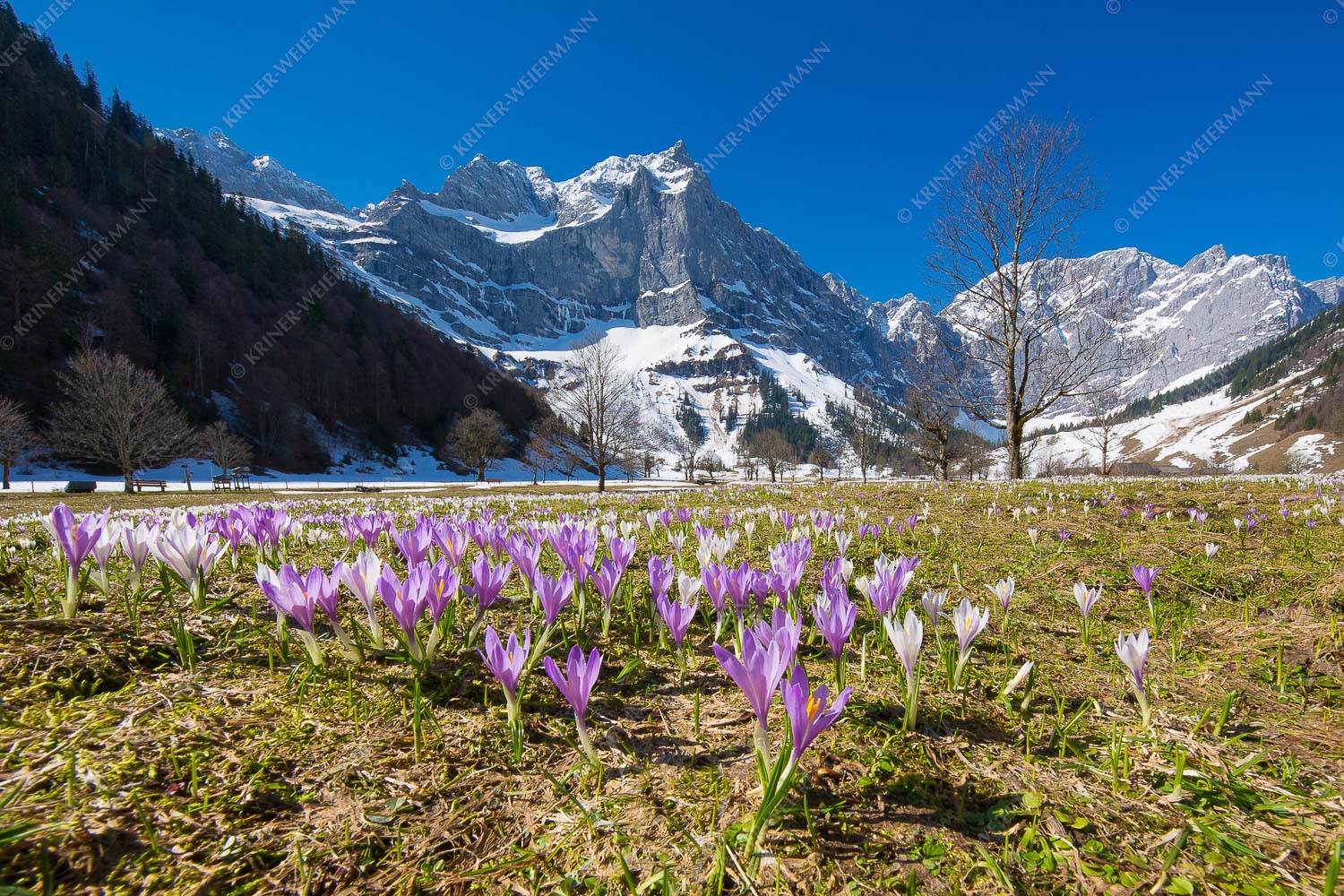 Im Frühling sind in der Eng die Wiesen übersät mit wilden Krokussen - Bergelfen 3:2 -- Engalm im Karwendelgebirge - mehr Infos bei www.Kriner-Weiermann.de