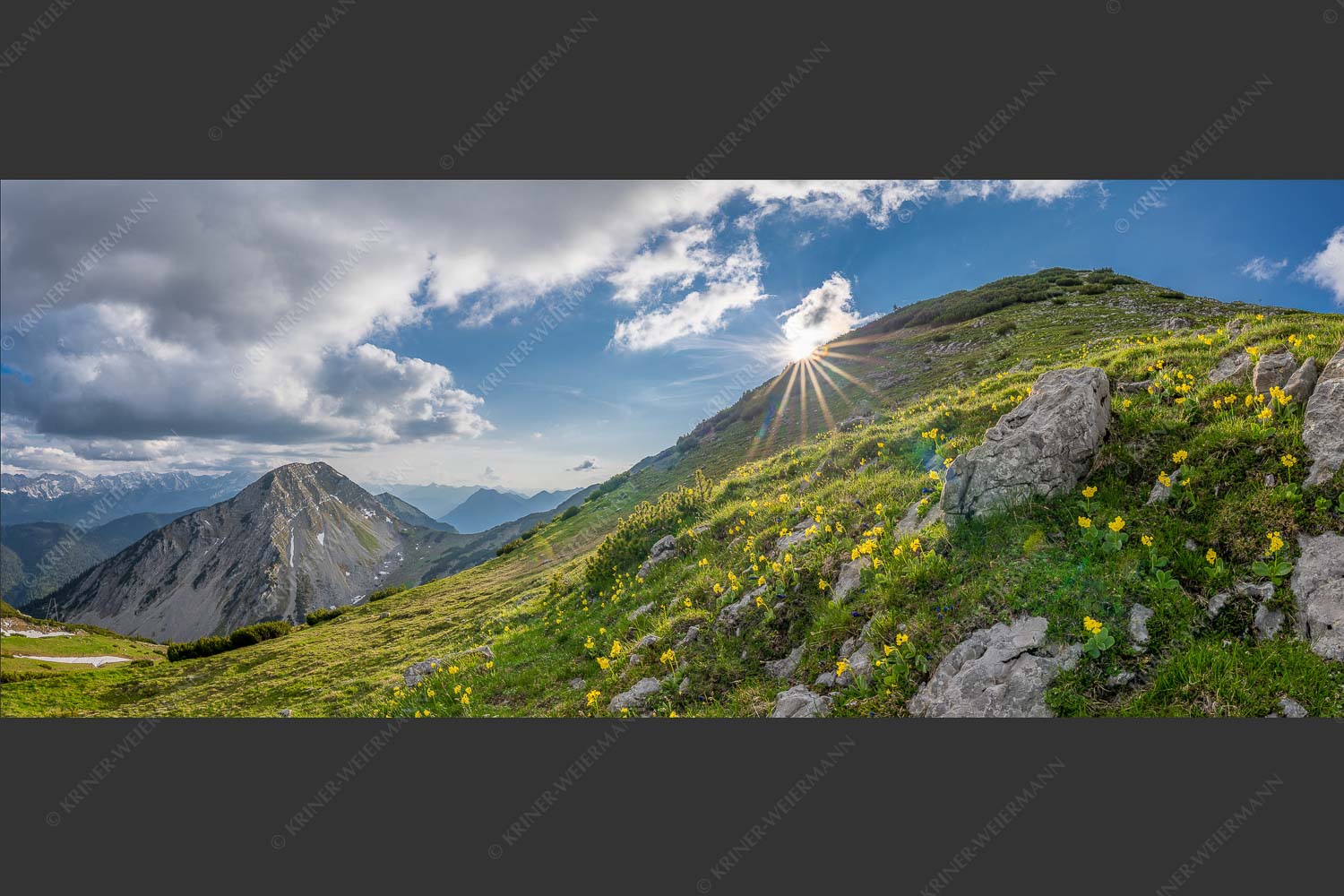 Im Frühling sind die Hänge im Estergebirge übersät mit den duftenden Blüten der Aurikel - Bergfrühling 2,5:1 -- Frühling im Werdenfelser Land - mehr Infos bei www.Kriner-Weiermann.de