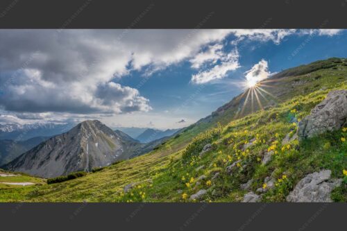 Im Frühling sind die Hänge im Estergebirge übersät mit den duftenden Blüten der Aurikel - Bergfrühling 2:1  -- Frühling im Werdenfelser Land - mehr Infos bei www.Kriner-Weiermann.de