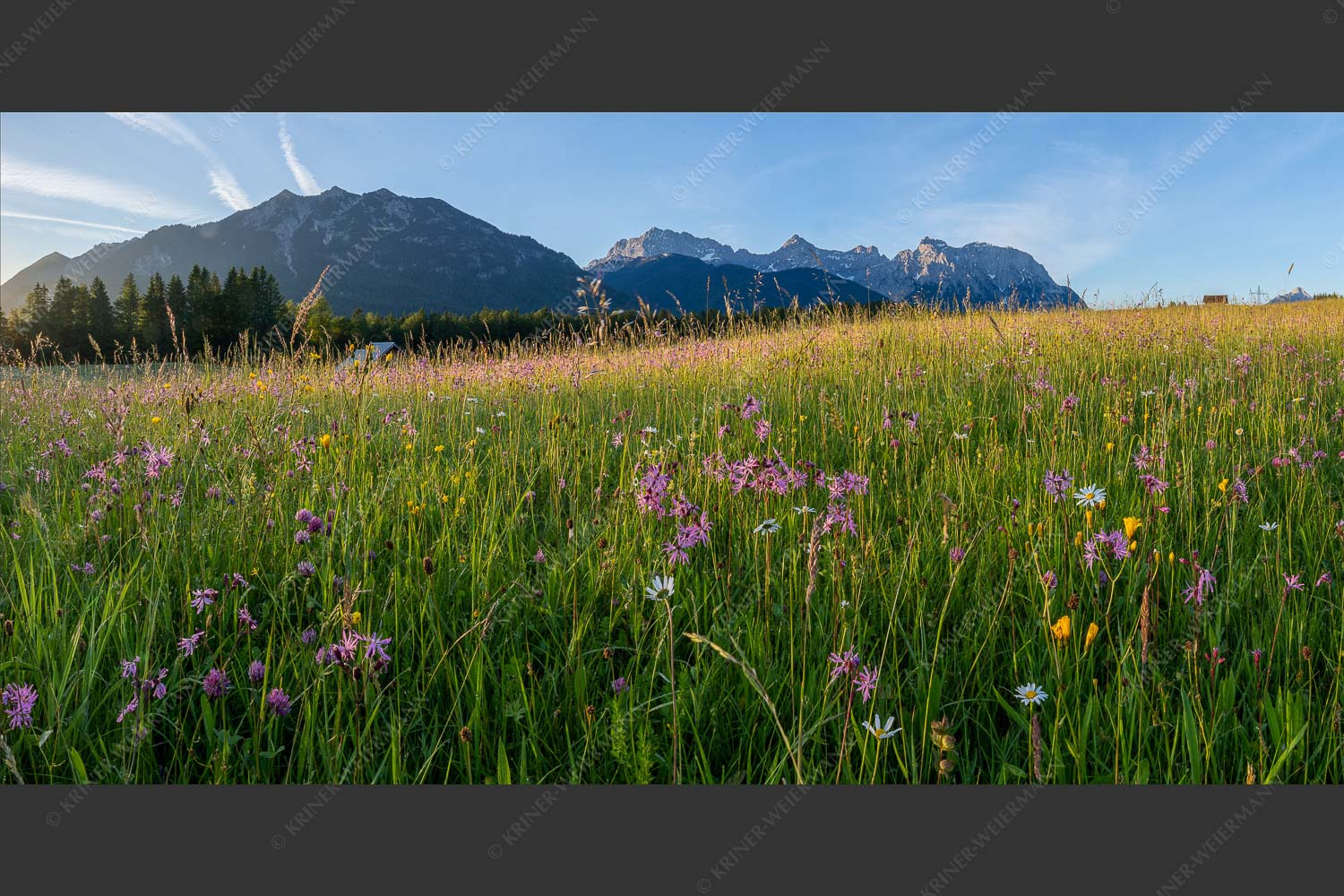 Blumenwiese bei Krün - Blumen an der Hochstraße II 2:1  -- Blumenwiese mit Karwendel - mehr Infos bei www.Kriner-Weiermann.de