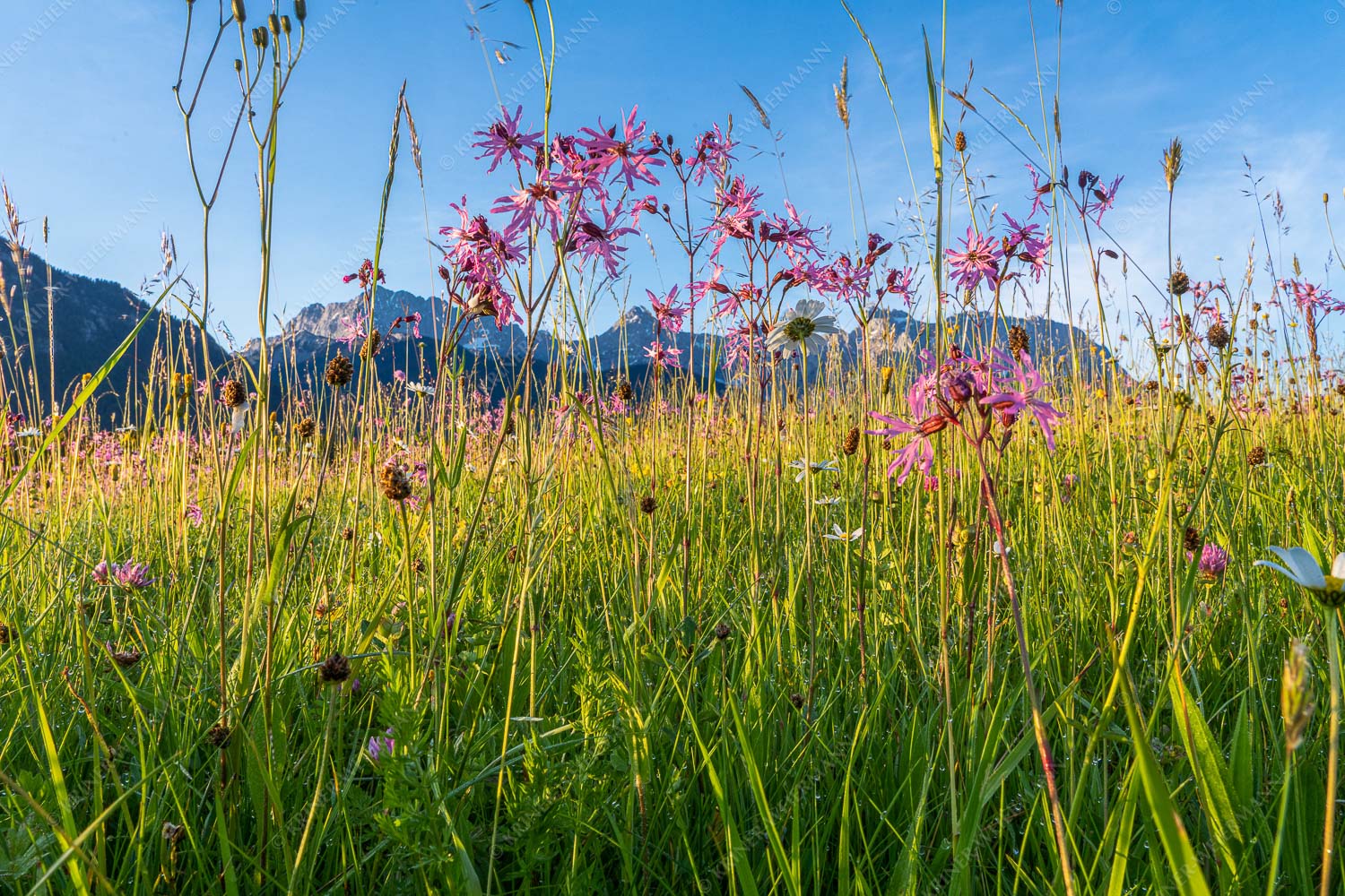 Blumenwiese bei Krün - Blumen an der Hochstraße II 3:2  -- Blumenwiese mit Karwendel - mehr Infos bei www.Kriner-Weiermann.de