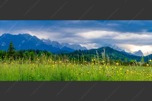 Blick über Blumenwiese bei Krün mit Blick zum Wettersteingebirge - Blumen und Gräser 2,5:1  -- Blumenwiese am Barmsee - mehr Infos bei www.Kriner-Weiermann.de