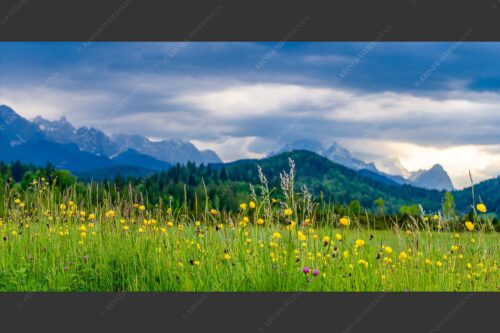 Blick über Blumenwiese bei Krün mit Blick zum Wettersteingebirge - Blumen und Gräser 2:1  -- Blumenwiese am Barmsee - mehr Infos bei www.Kriner-Weiermann.de