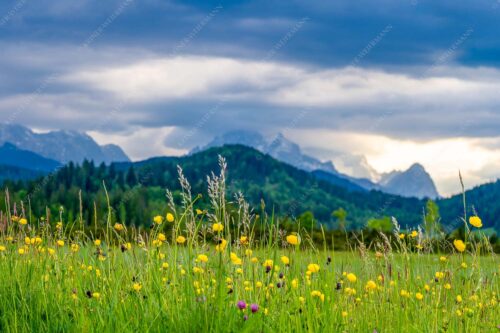 Blick über Blumenwiese bei Krün mit Blick zum Wettersteingebirge - Blumen und Gräser 3:2  -- Blumenwiese am Barmsee - mehr Infos bei www.Kriner-Weiermann.de