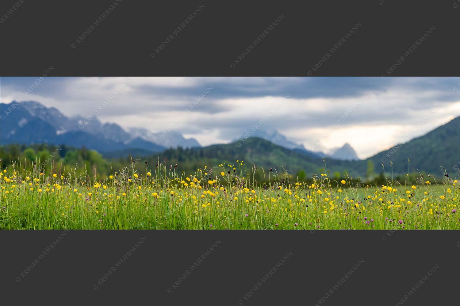Blick über Blumenwiese bei Krün mit Blick zum Wettersteingebirge - Blumen und Gräser II 3:1  -- Blumenwiese bei Krün - mehr Infos bei www.Kriner-Weiermann.de