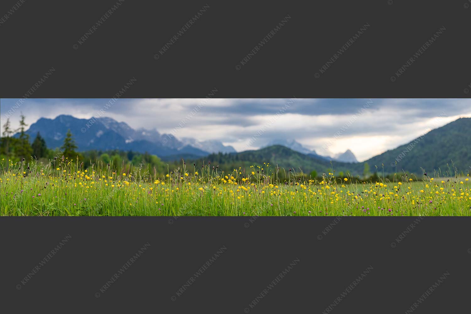 Blick über Blumenwiese bei Krün mit Blick zum Wettersteingebirge - Blumen und Gräser II 4:1  -- Blumenwiese bei Krün - mehr Infos bei www.Kriner-Weiermann.de