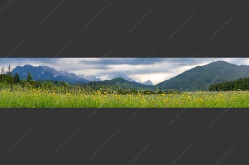 Blick über Blumenwiese bei Krün mit Blick zum Wettersteingebirge - Blumen und Gräser II 5:1  -- Blumenwiese bei Krün - mehr Infos bei www.Kriner-Weiermann.de