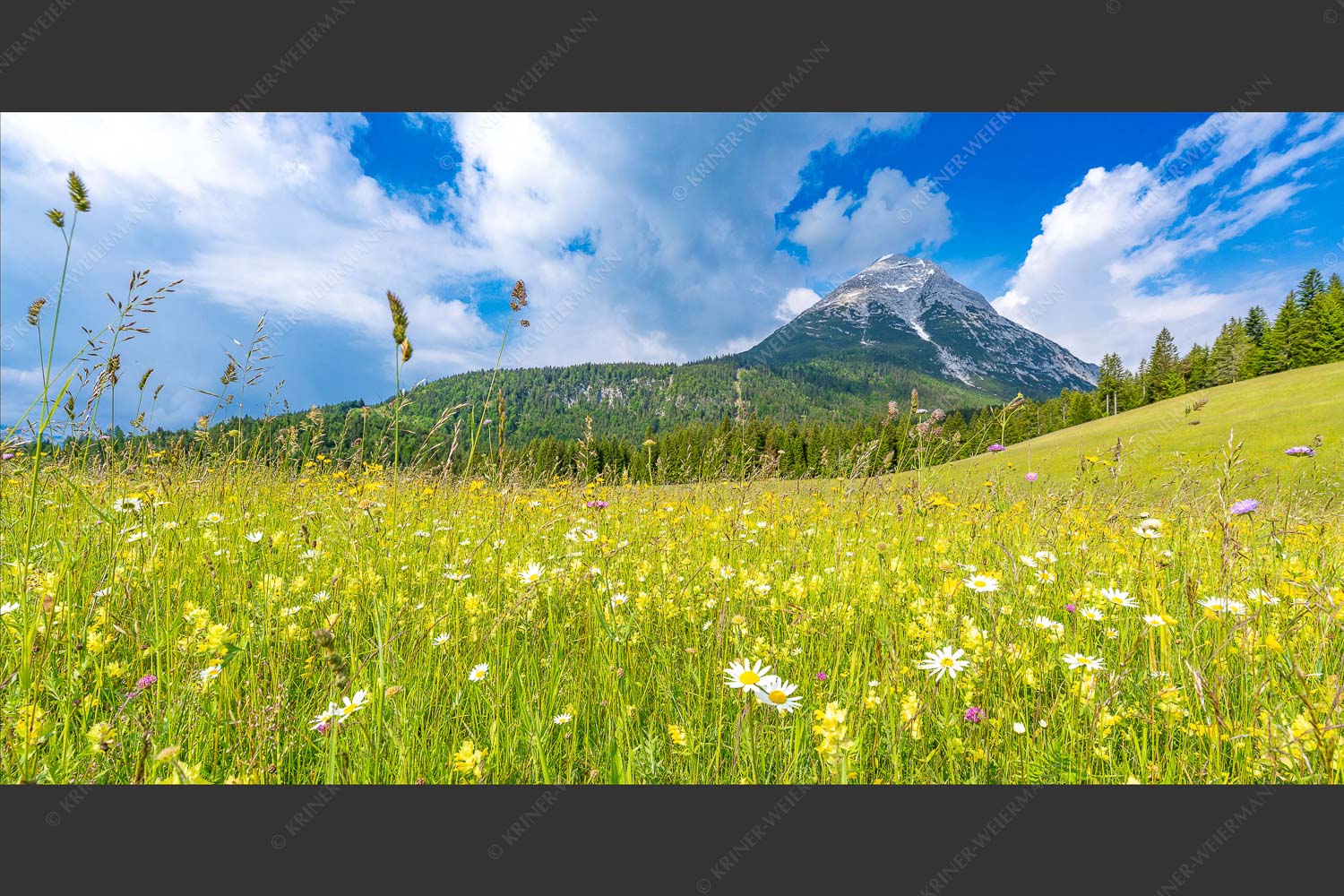 Satte Blumenwiese in Leutasch vor Hoher Munde in den Mieminger Bergen - Blumenwiese vor Hoher Munde 2:1  -- Leutasch - mehr Infos bei www.Kriner-Weiermann.de